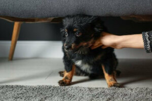 Endişeden dolayı koltuğun altına saklanmış köpek ve köpekler anksiyete