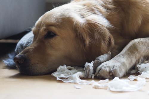 Kağıt parçalamış Golden cinsi köpek