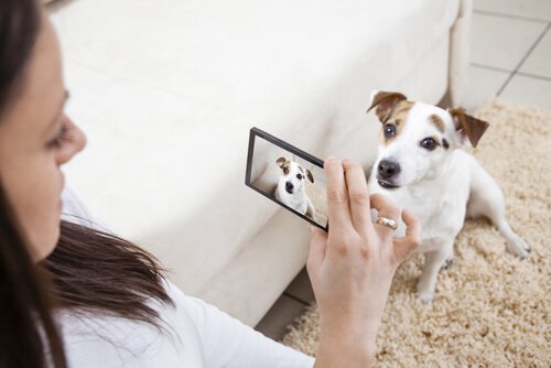 köpeğinin fotoğrafını çeken kadın
