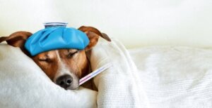 Evcil Hayvanlarda Grip Yayılımı Nasıl Önlenir?