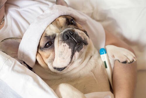 evcil hayvanlarda grip nedir
