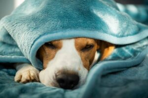 Köpeklerde Ruhsal Bozukluklar: Nasıl Tedavi Etmeli