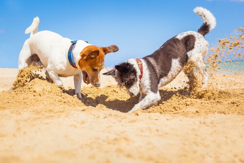 iki köpek çukur kazıyor ve köpeklerde davranışsal problemler