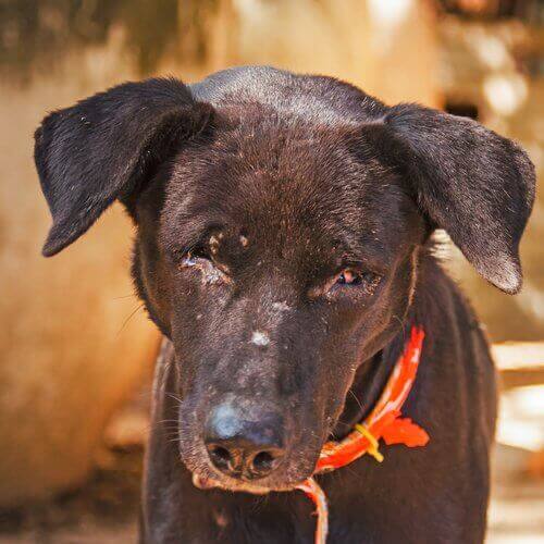 üzgün ve yaralı hayvan