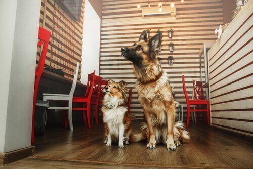 Köpek Sahiplenme Kafeleri Nelerdir?
