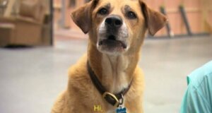 Filmlerdeki Köpekler: Hollywood Köpeği Kato