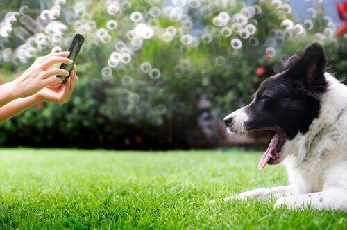 köpeğin fotoğrafını çeken kadın
