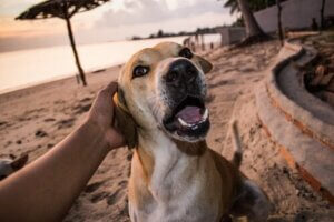 Köpek Sigortası Gerçekten Gerekli Midir?