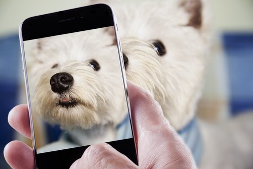 köpek fotoğrafı çekmek