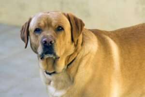 Obez bir köpek