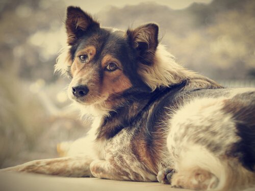 Köpek Sahiplenerek Yalnızlığa Veda Edin