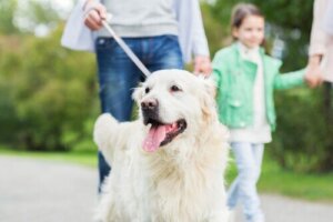 Sizin için Köpeğinizin Koşulsuz Yapacağı 10 Şey