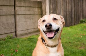 Köpekler Gülümser mi Yoksa Hepsi Bir İllüzyon mu?