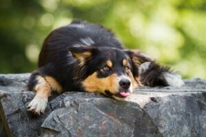 Köpekler ve Sıcak: Neleri Aklınızda Tutmalısınız