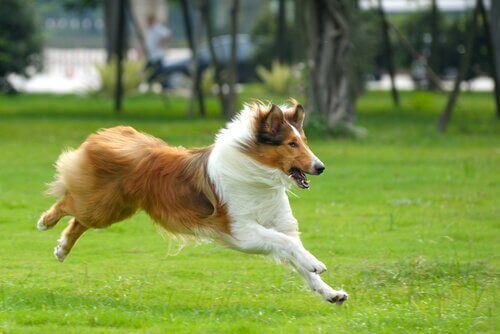 parkta koşan büyük köpek