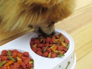 Doğru Köpek Maması Seçimi