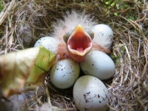 Yumurtadan yeni çıkmış kuş yavrusu