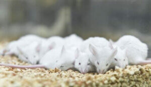 Uyuyan laboratuvar fareleri
