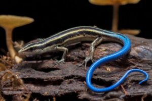 Mavi kuyruklu bir skink