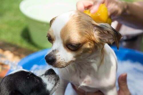 minik köpek başka bir köpeği kokluyor ve parazitler