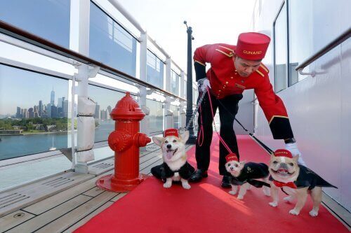 köpeğinizi düğününüze götürmek için kostümler