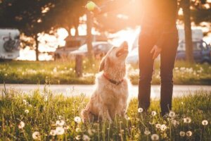 Köpeğinizi Parka Götürmenin Artıları ve Eksileri