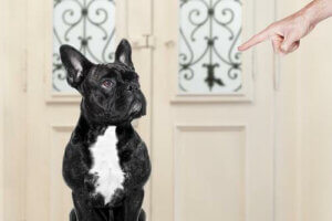 Köpeğinizi Eğitirken Yanlış Yaptıklarınız Neler?