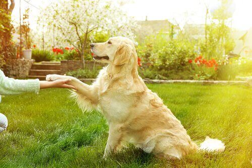 Bahçede sahibesine pati veren Golden cinsi köpek