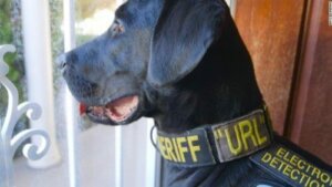 Porno Dosyalarını Bulan Polis Köpeği