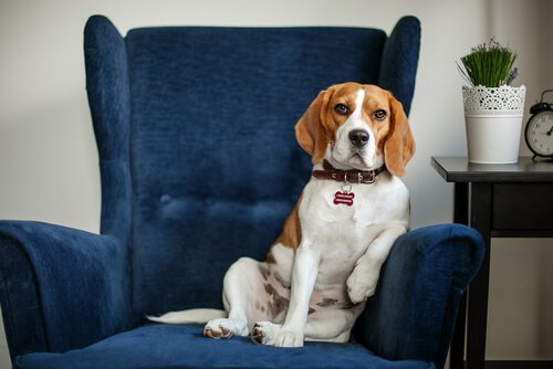 psikolog koltuğunda köpek