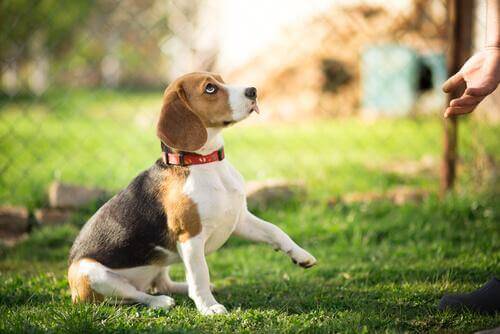 Köpeğinizi eğitirken yapabileceğiniz hatalar