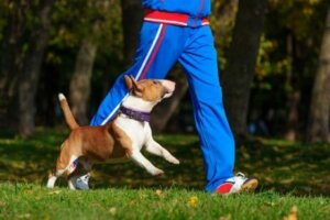 Sahibiyle koşuya çıkmış bir köpek