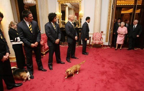 İngiltere kraliçesi ile birlikte salona giren köpek