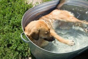 Sıcak havada serinlemeye çalışan bir köpek