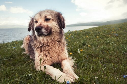 Köpeklerde Davranışsal Problemler: 7 Ana Neden