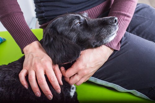 Köpeklerde İdrar Yolu Enfeksiyonları Nasıl Tedavi Edilir?