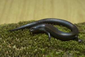 Siyah skink