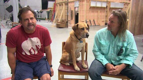 sokak köpeği kato ve arkadaşları