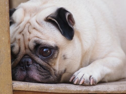 minik stresli köpek ve köpeklerin duygusal problemleri