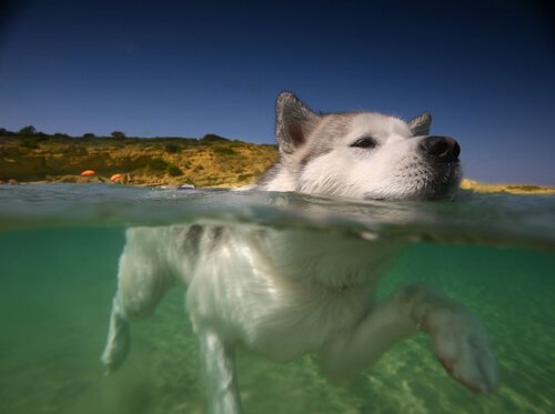 su altında fotoğrafı çekilen köpek