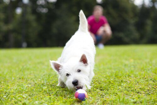 Köpeğinizin özgüvenini geliştirecek oyunlar