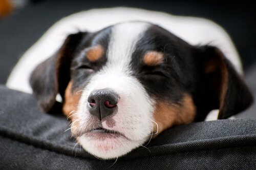 Yatağında uyuyan Beagle cinsi yavru köpek