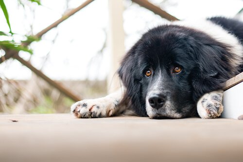 Köpeklerin Duygusal Problemleri Olur Mu?