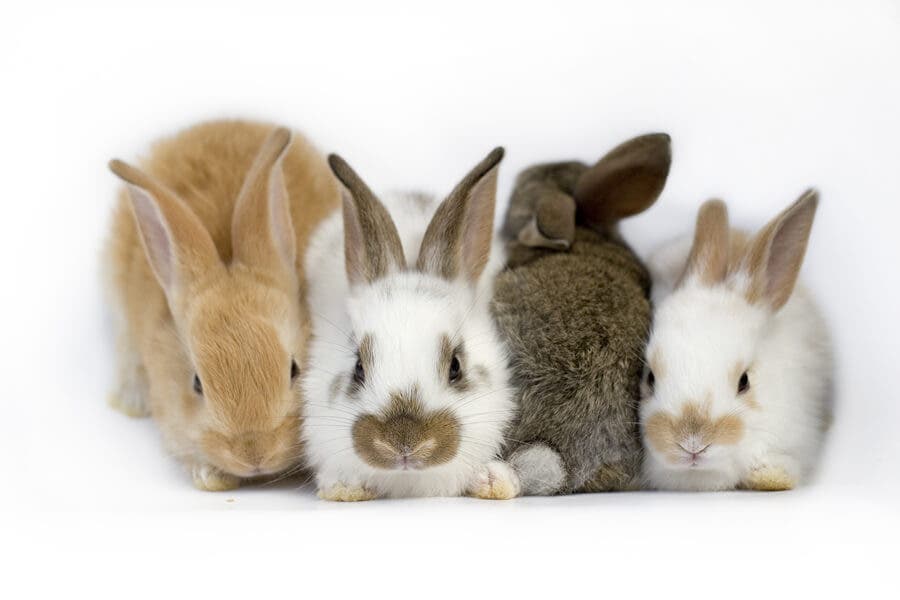 Tavşanlarda Vestibüler Hastalık Hakkında Her Şey