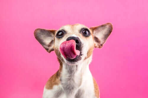 yalanan köpek