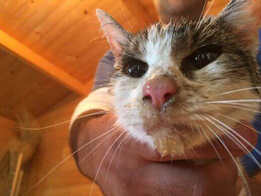 kurtarılan kedi