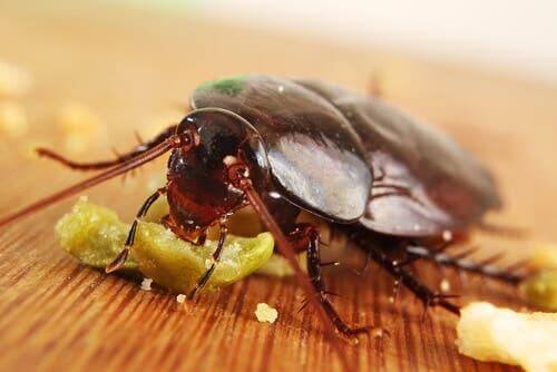 yemek yiyen hamamböceği