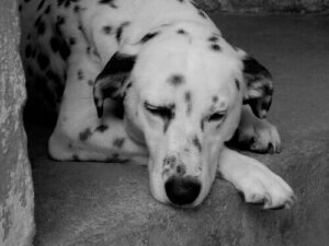 Köpeklerde Anemi Belirtilerini Saptamak