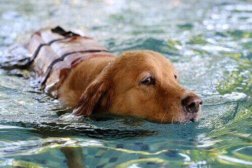 yüzme egzersizi yapan köpek