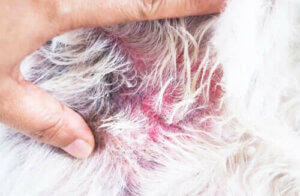 Köpeklerde Atopik Dermatit ya da Egzama
